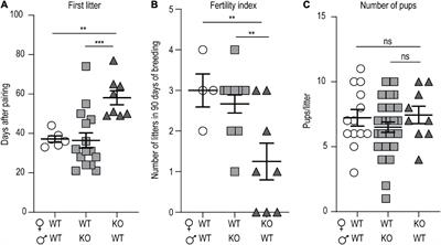 p140Cap Controls Female Fertility in Mice Acting via Glutamatergic Afference on Hypothalamic Gonadotropin-Releasing Hormone Neurons